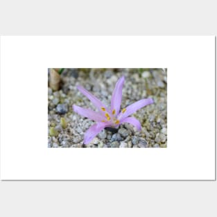 Bulbocodium vernum  Spring meadow saffron Posters and Art